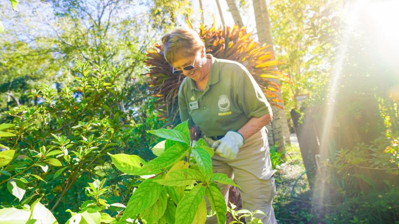 A uniformed Florida State Parks volunteer gardening. 