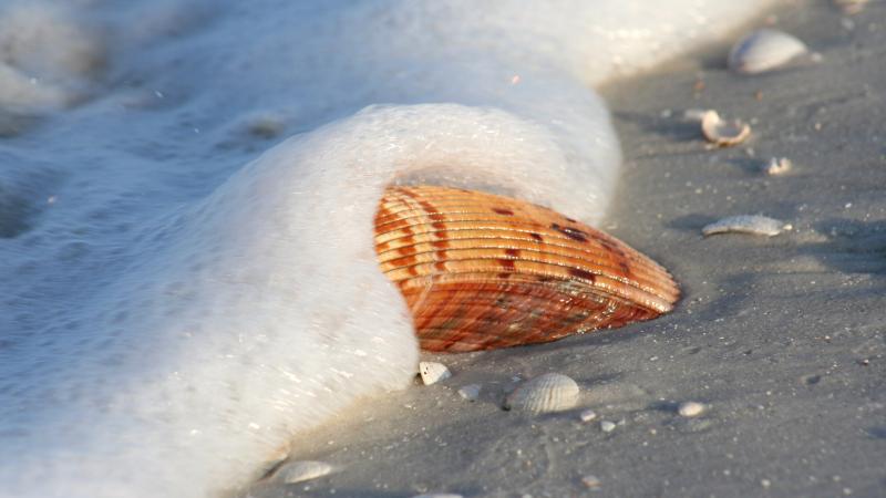 A picture of a shell being splashed by the water on the shore of the beach.