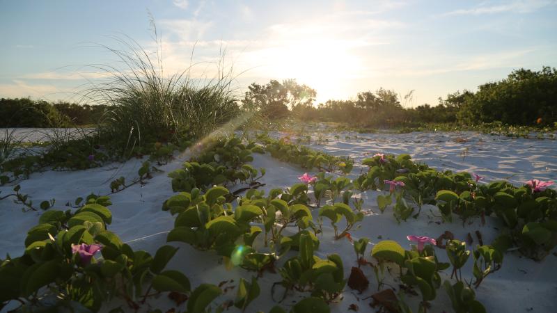 A view of flowers growing among the dunes at sunset.