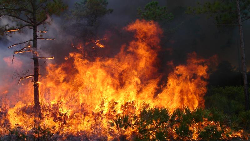 Prescribed Fire at Hontoon Island