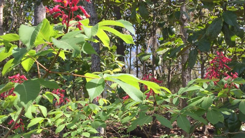 flowers, plants, walk, trail