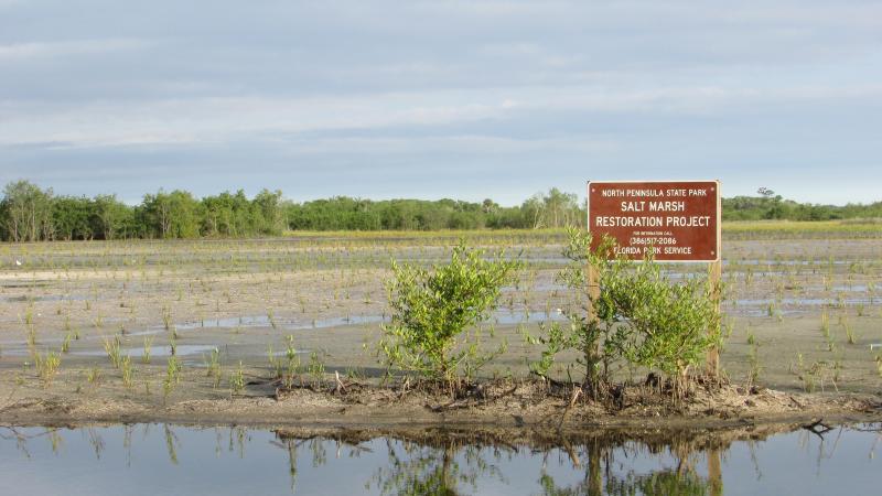 Salt Marsh Restoration at North Peninsula State Park