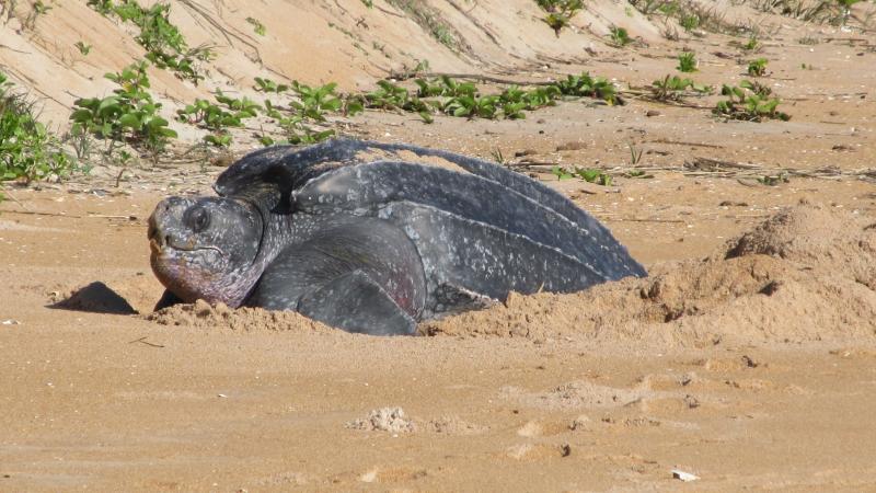 Leatherback sea turtle nesting on the beach.