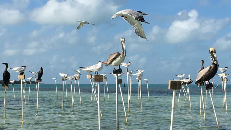 Variety of Birds using Bird Stakes