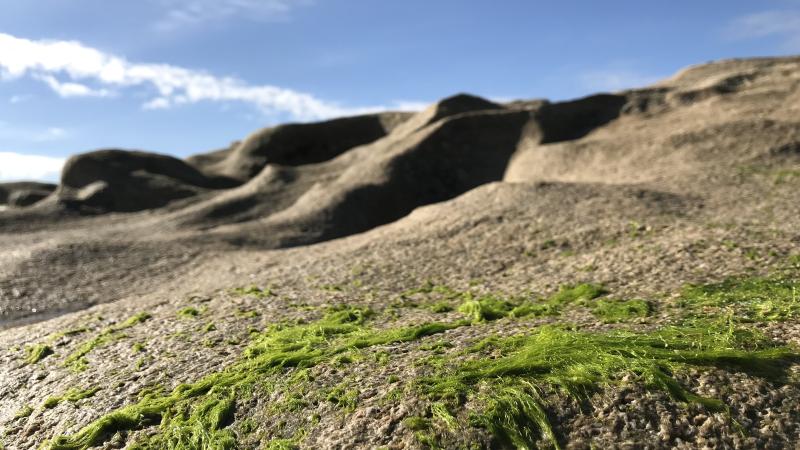 Coquina Rock with moss