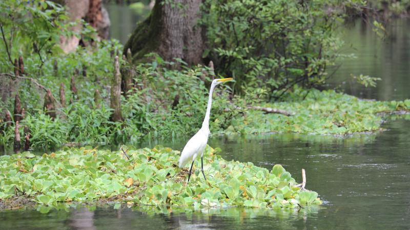 Ichetucknee Springs Wildlife