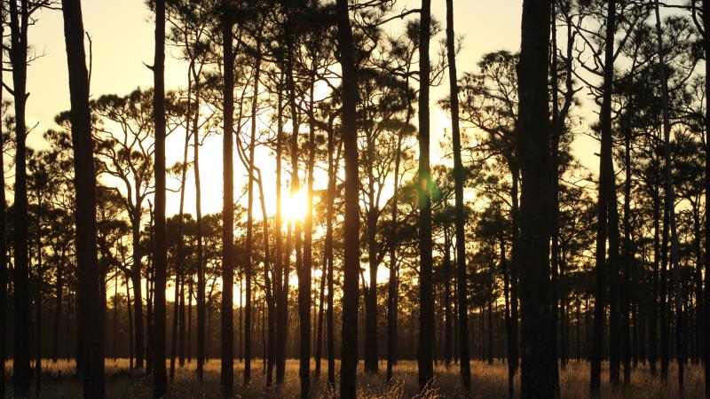 Sunset through pine trees
