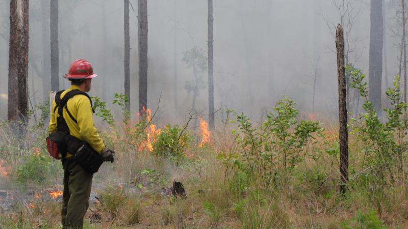 Watching a prescribed fire.