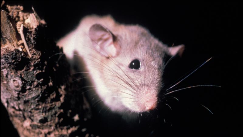 Key Largo Woodrat