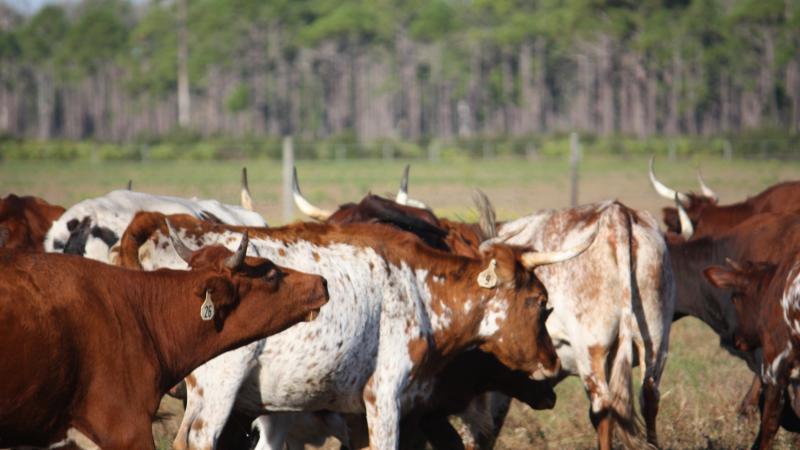 5 Florida Cracker Cows at Lake Kissimmee