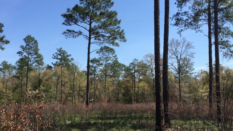 Longleaf pines with open understory shortly after a prescribed fire.  New green growth is visible in the understory. 