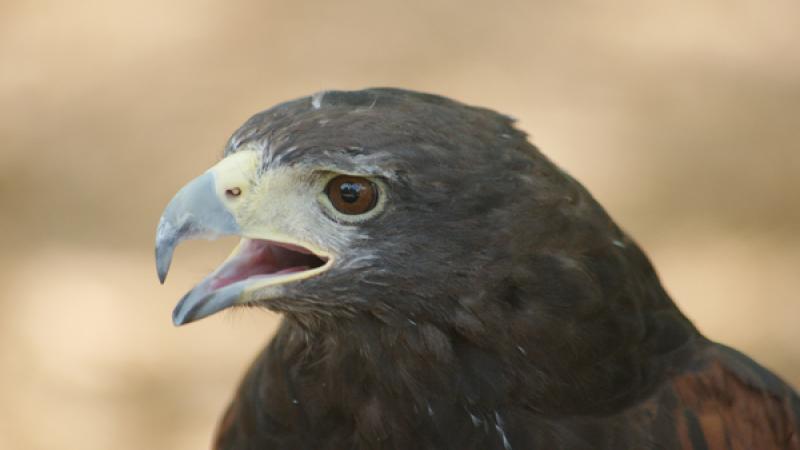 Bird at Lake Talquin