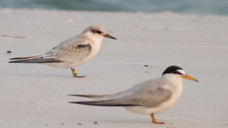 Least tern (bird in the front) seen on the beach with another bird. Photo by David Kandz.