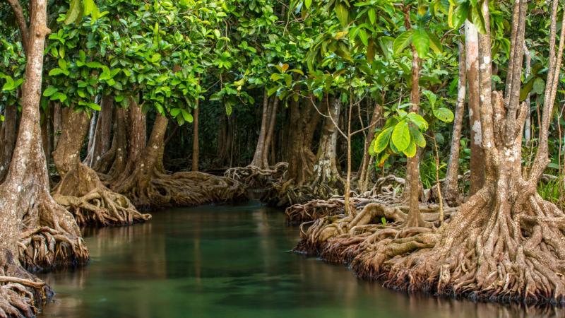 Mangrove trees in the water