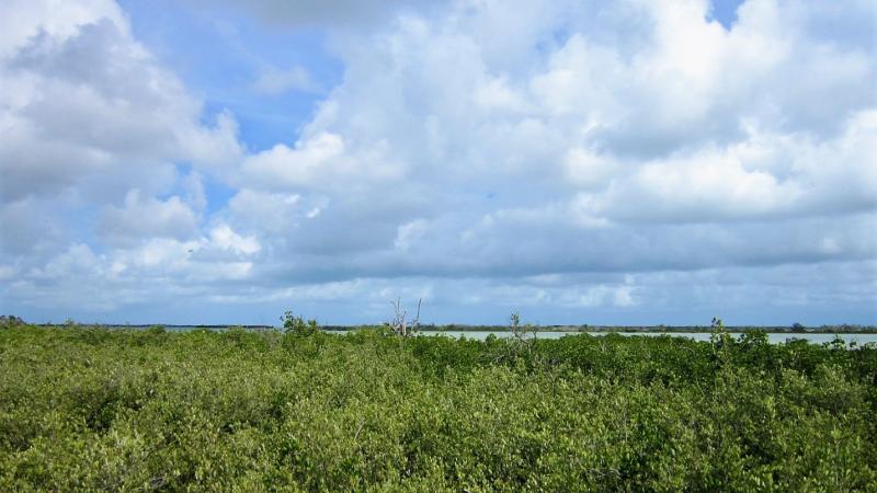 Florida Keys Overseas Heritage - Mangroves 