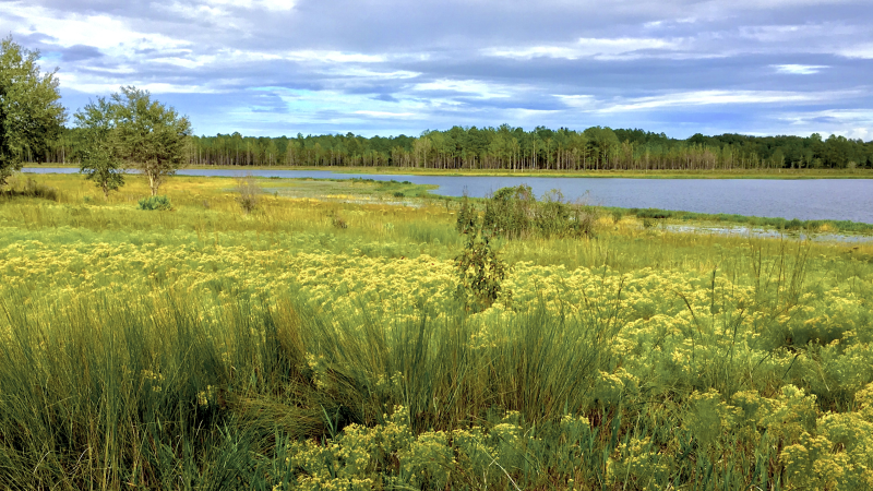 The lake at Mike Roess Gold Head Branch State Park