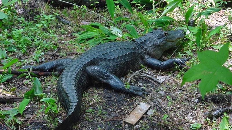 An alligator on the bank.