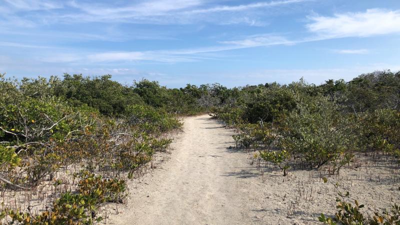 The keys tidal barren is an almost desert like habitat. Here in this photo there is a trail through shrubby landscape