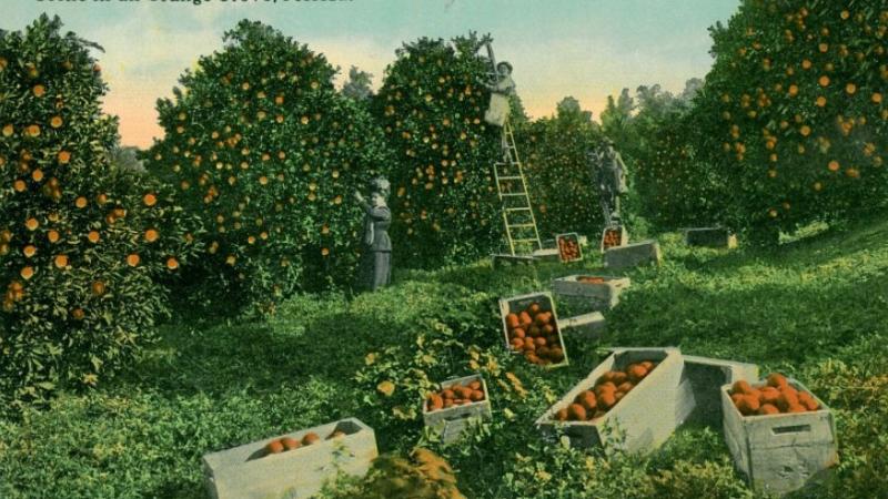 Orange Grove, FL postcard