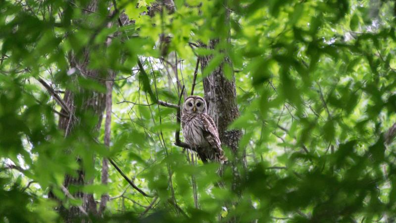 Owl in tree