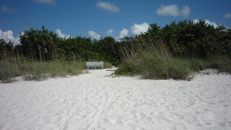 Beach showing sea oats, trees and a bench