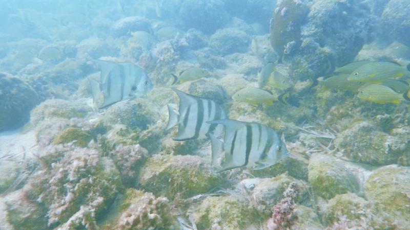 Spadefish at the San Pedro