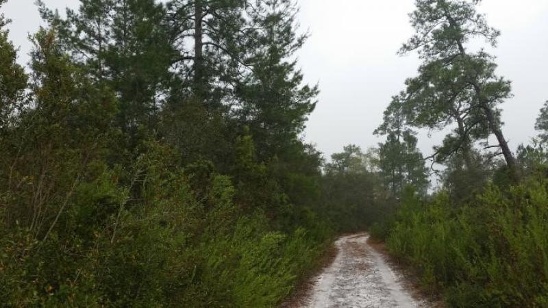 Trail at Price's Scrub State Park