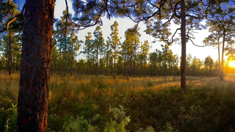 View of Natural Setting at Mike Roess Gold Head State Park