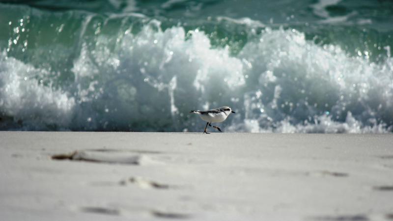 Sea Turtles, Shore Birds, Picnic, Gulf of Mexico, Water