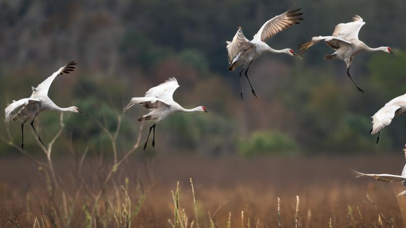 A group of birds landing. 