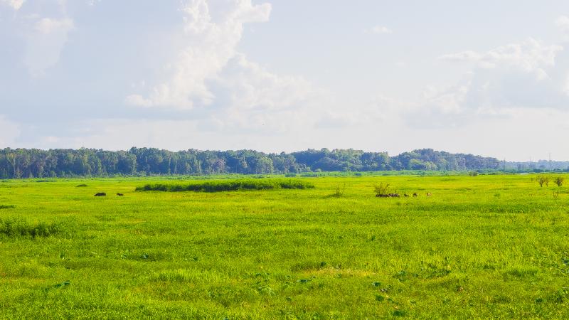 Paynes_Prairie_Preserve_State_Park