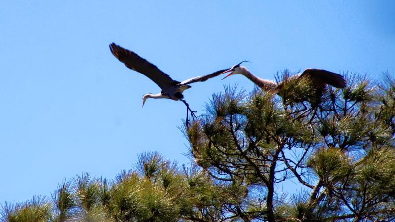 birds, watching, nests, trail, birdwatching