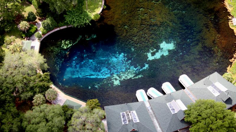 Silver Springs State Park Alligators