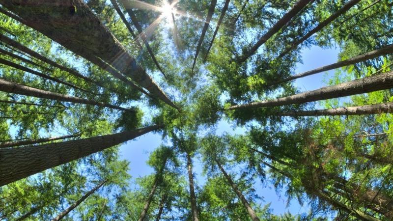 San Felasco Hammock Trees