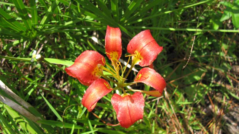 Beker - Wingate Creek Flower