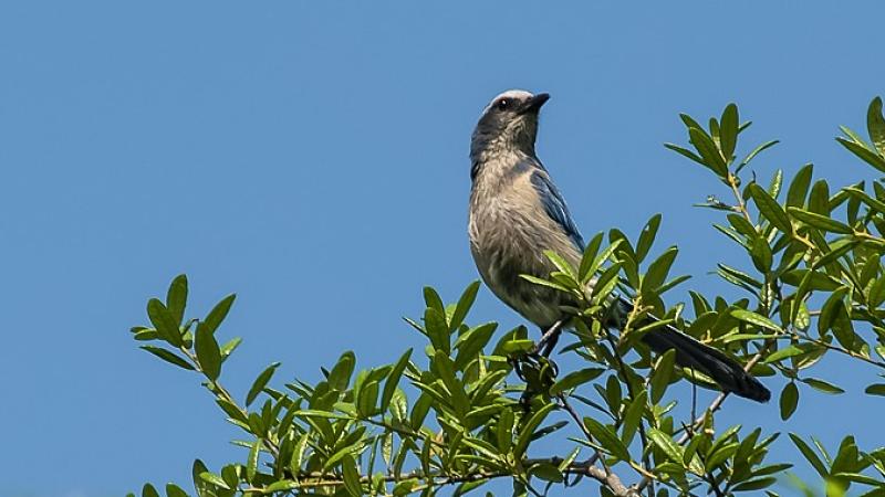 Florida Scrub-Jay on a tree at Blue Spring