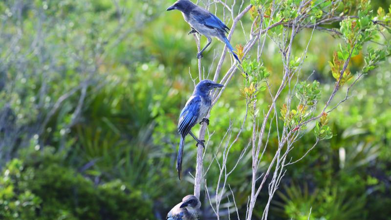 Florida Scrub Jay