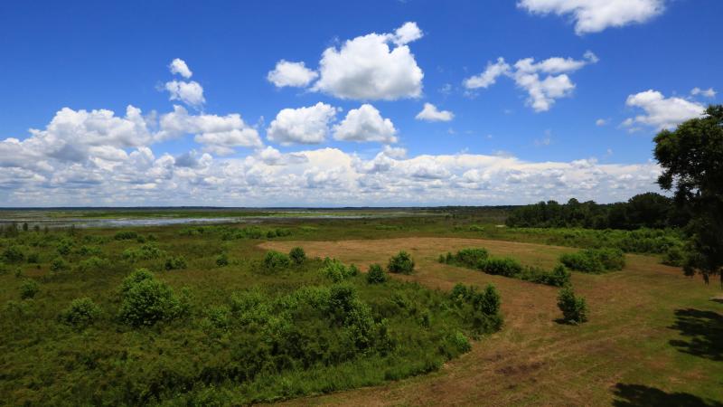 Paynes Prairie looking over Prarie