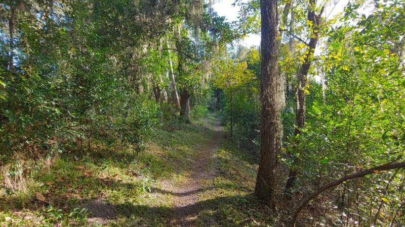 A dirt trail runs through a stand of trees with green leaves. 