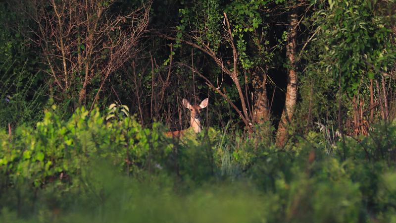 Deer on Trail at Lake Louisa