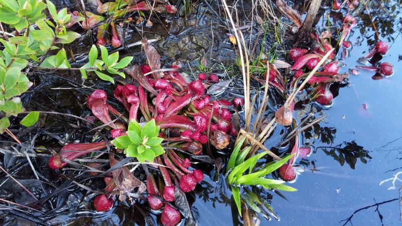 Ecology, Restoration, Coastal Dune Lakes, Pitcher Plants, Orchids
