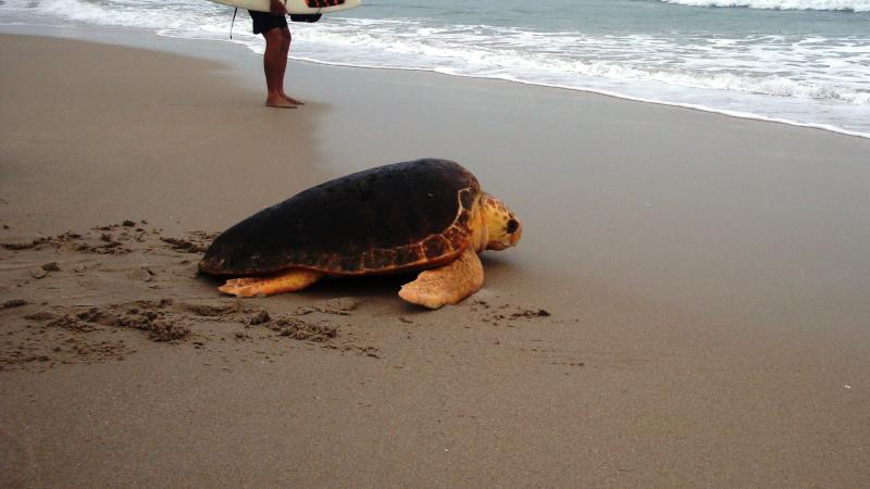 Turtle on the beach