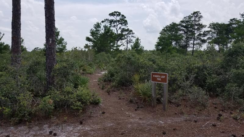 Seabranch Preserve State Park Sand Pine Scrub