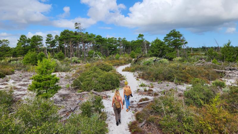 Hikers walking on sand path through scrub ecosystem.