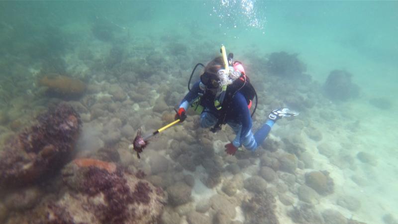 A scuba diver (Melissa Boyle) working underwater on a low reef. 