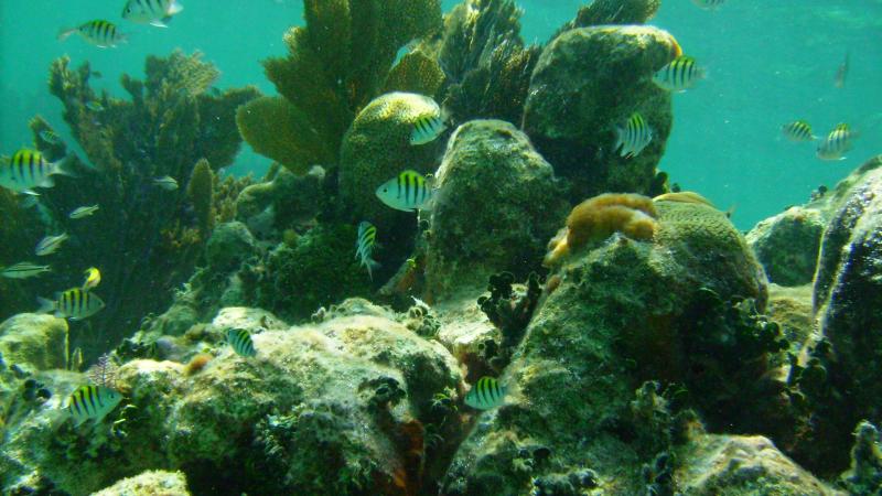 An underwater view of the sergeant major.