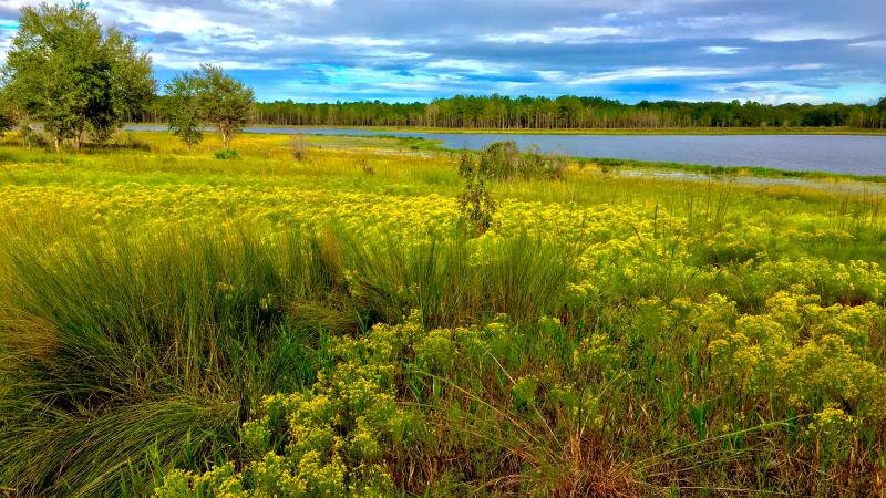 Scenic view of golden rod by Big Lake Johnson at Gold Head Branch