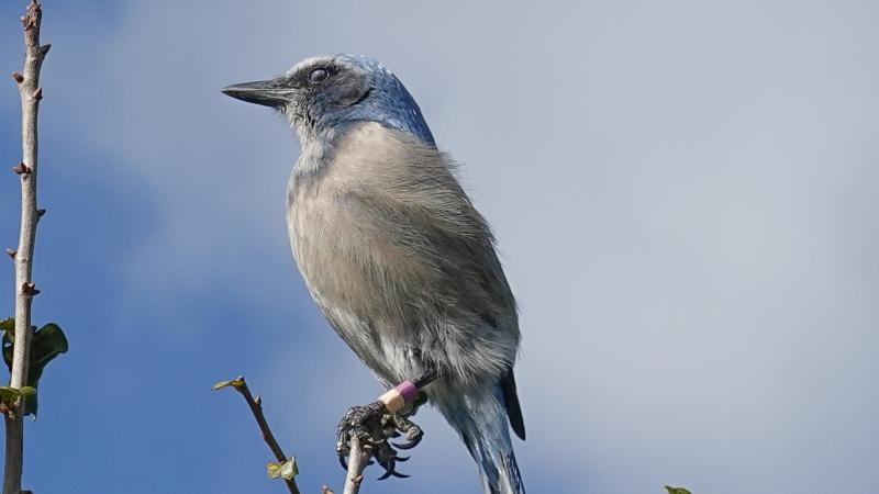 A view of a Florida Scrub Jay.