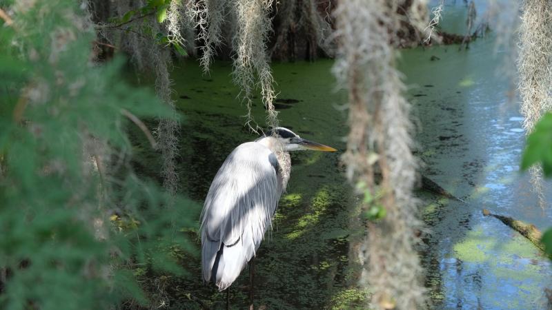 Great blue heron wading in the lake.