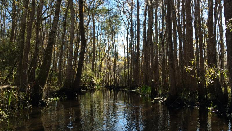 St. Marks River Preserve State Park